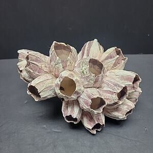 Natural Purple Acorn Barnacle Cluster (1.2) lbs 8" X 5" X 5" Phillipines Thick